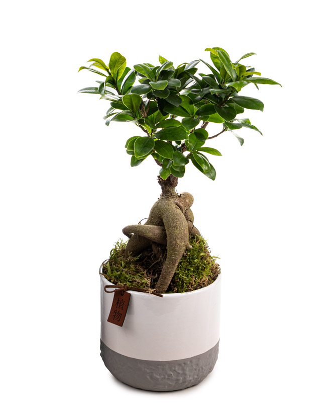 bonsai ficus ginseng ghiveci decorativ