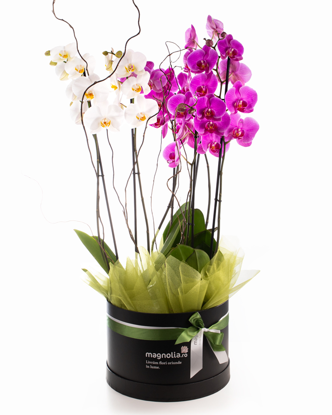 aranjament orhidee phalaenopsis in cutie neagra