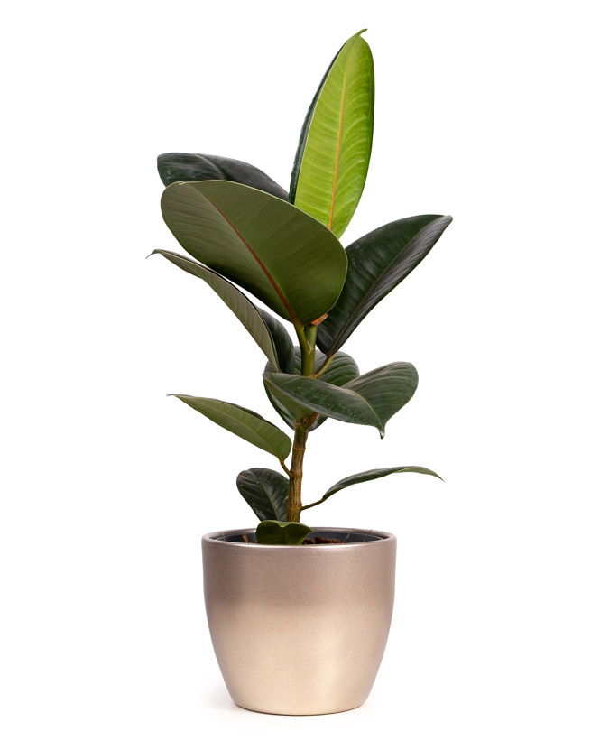planta ficus elastica in ghiveci decorativ