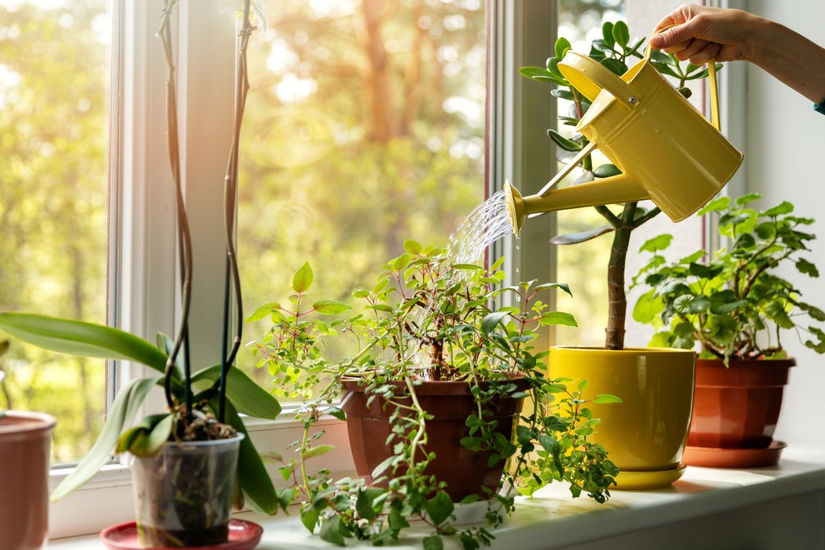6 plante de apartament benefice pentru sanatatea si starea de bine a familiei tale