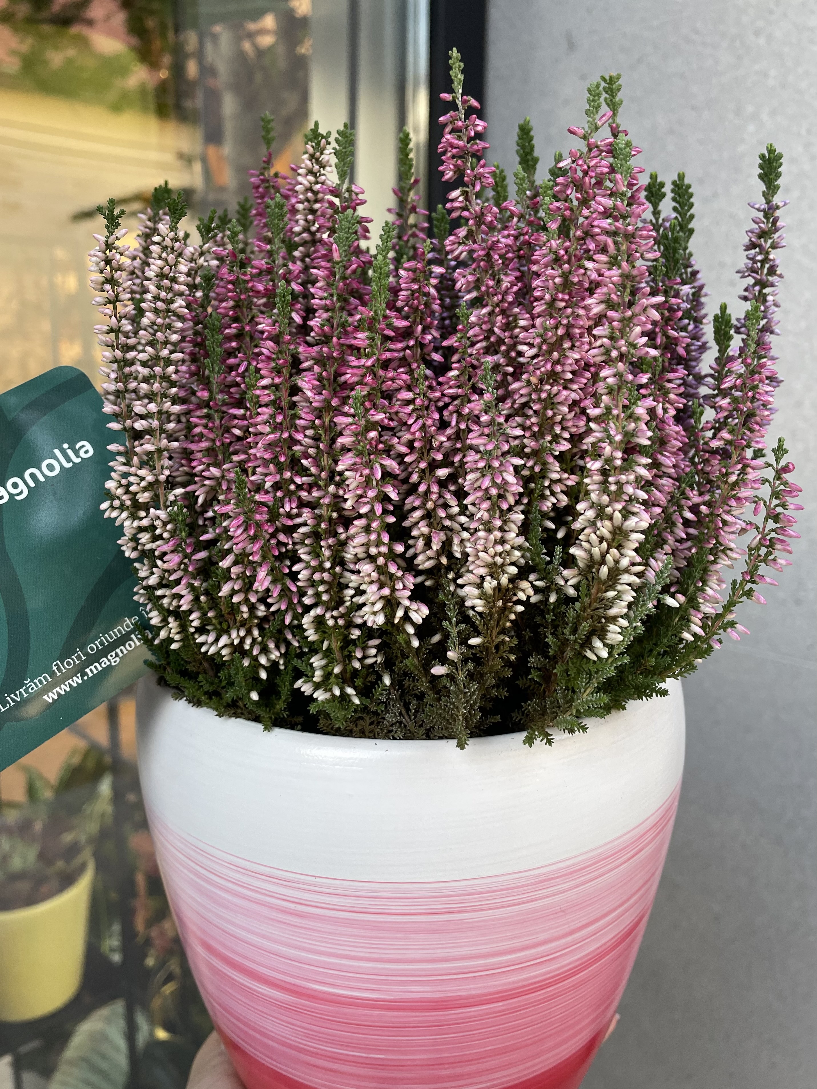 calluna vulgaris ghiveci colorat