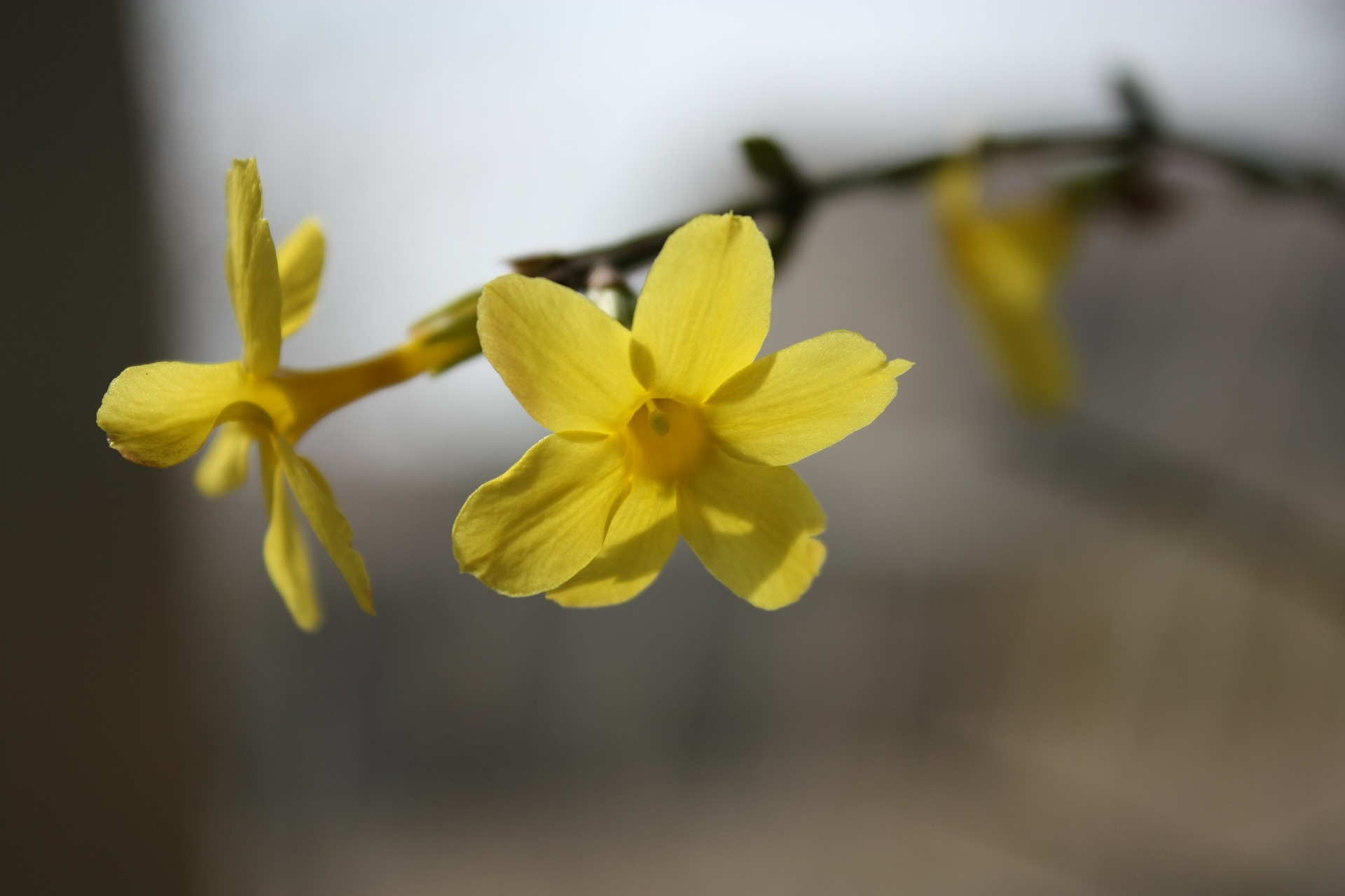 7 plante si flori care rezista iarna afara in ghiveci si cum sa le ingrijesti corect