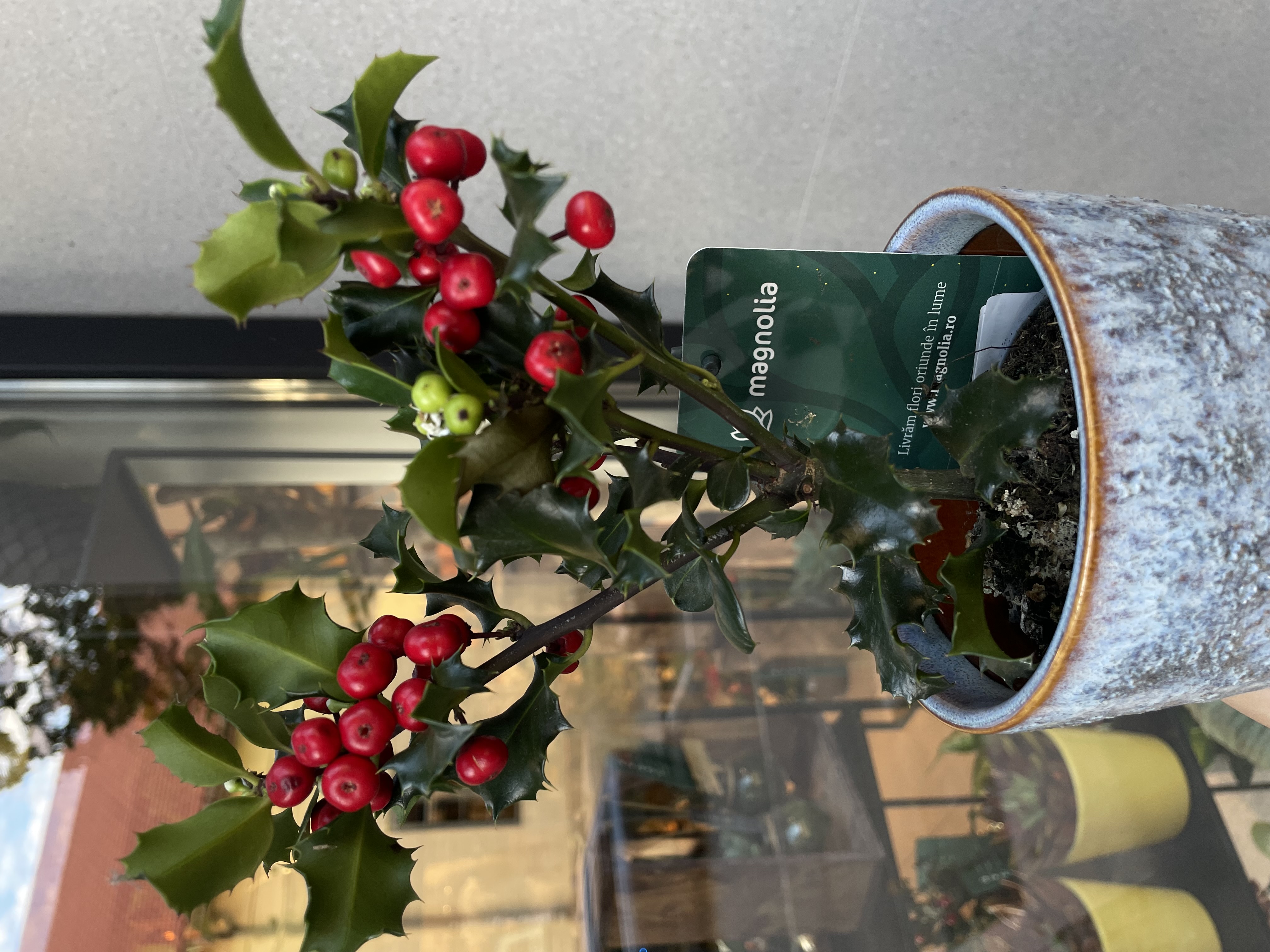 ilex cu fructe rosii in ghiveci decorativ
