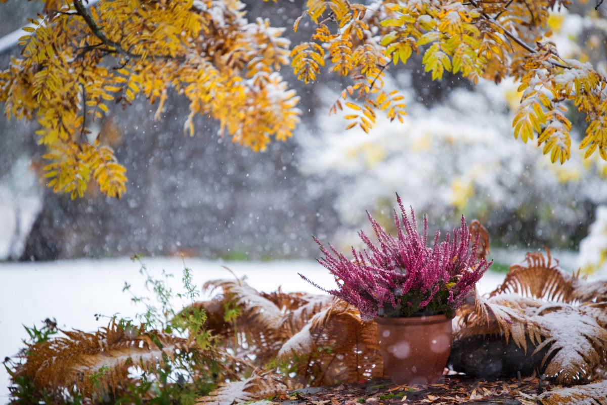 7 plante si flori care rezista iarna afara in ghiveci si cum sa le ingrijesti corect