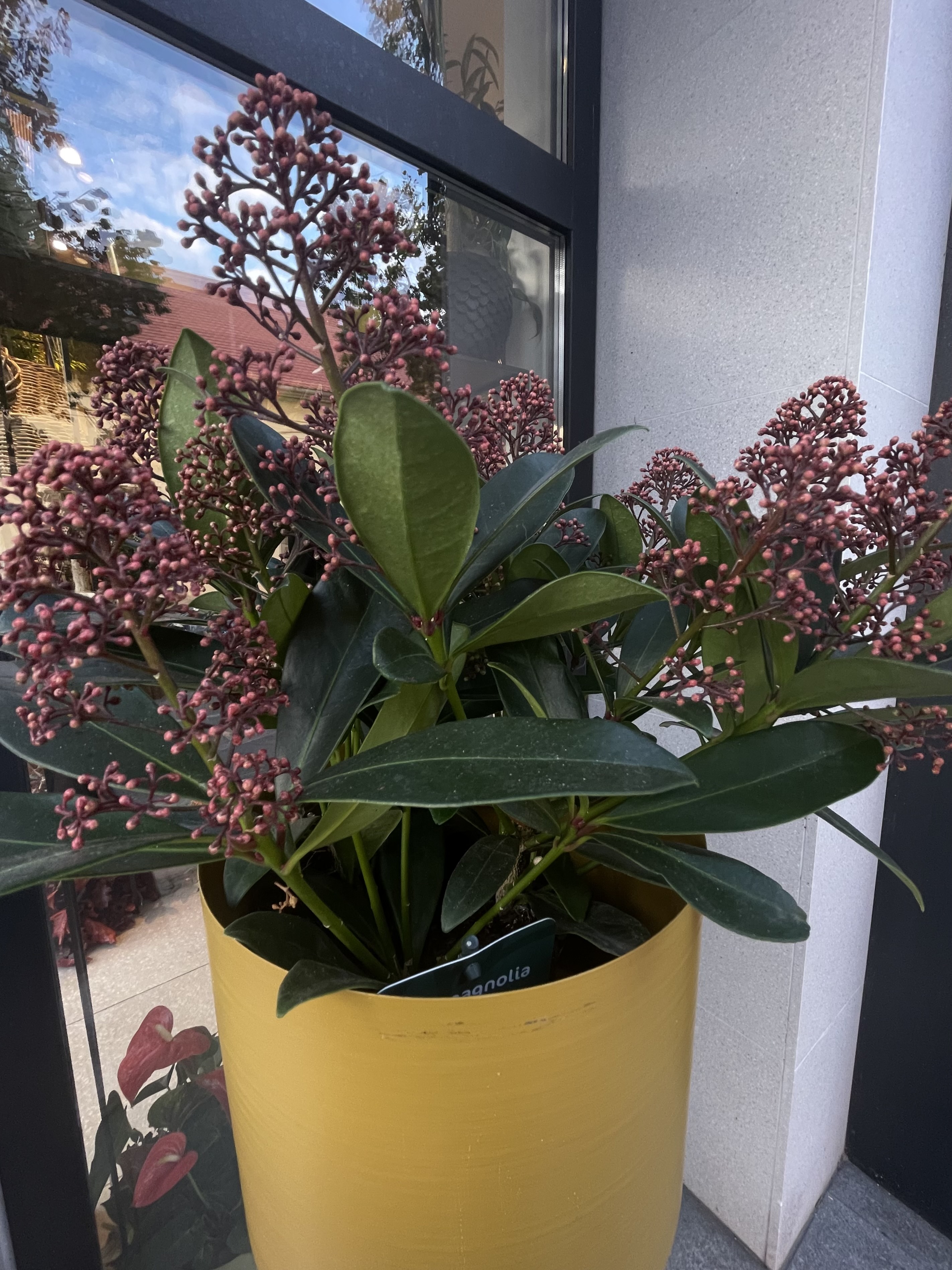 skimmia japonica in ghiveci decorativ galben