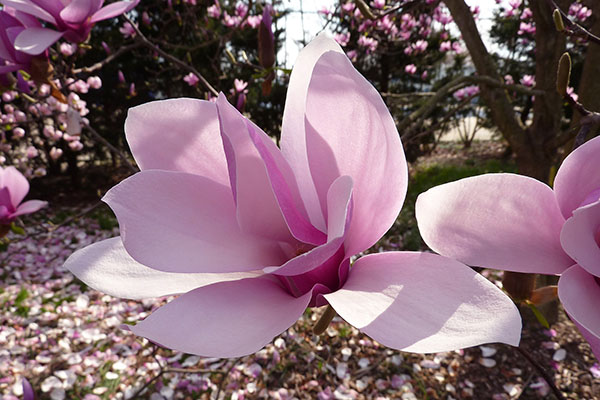 floare magnolia x soulangiana