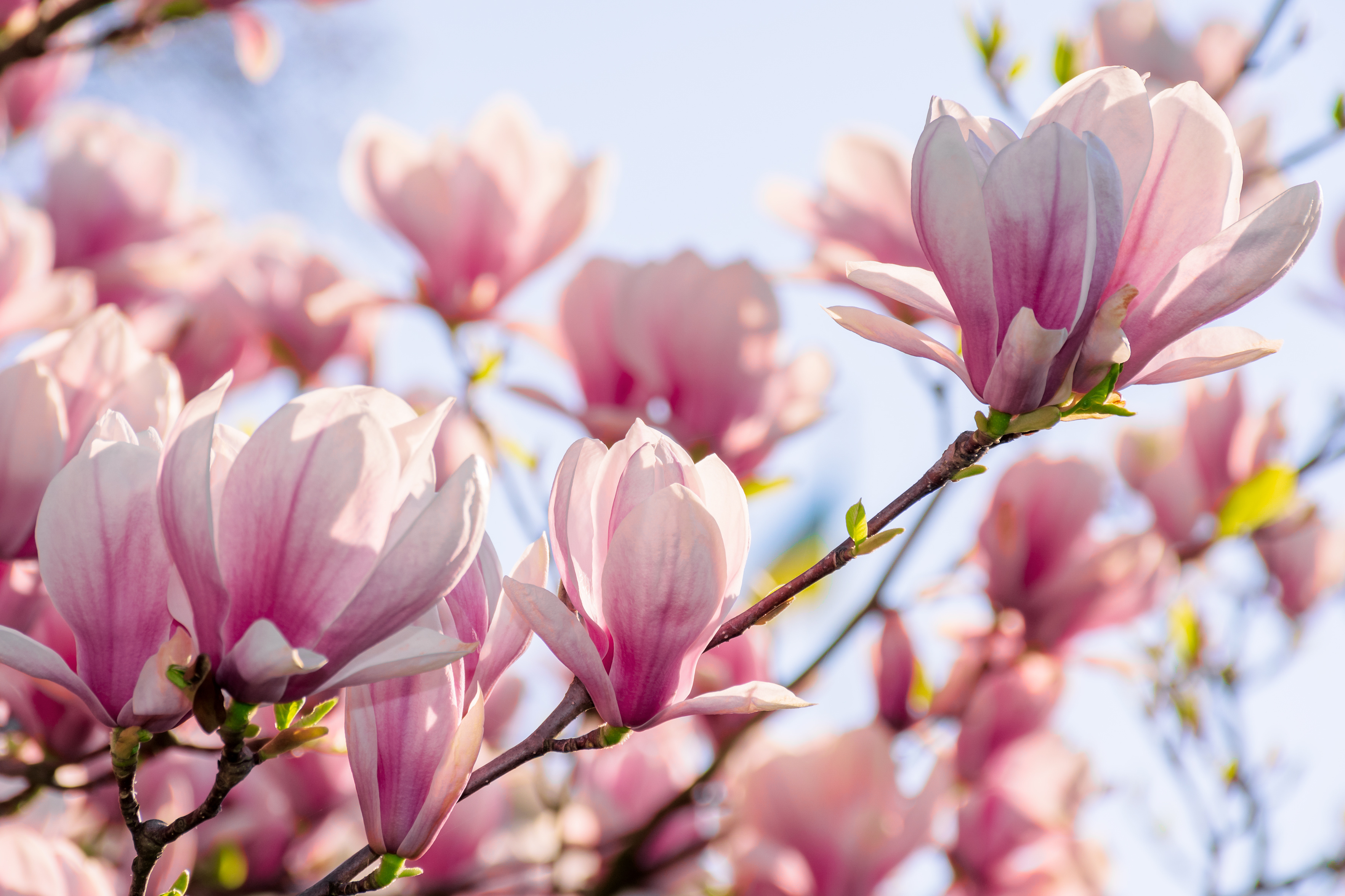 Cand se planteaza magnolia din ghiveci in gradina. Sfaturi pentru ingrijirea plantei