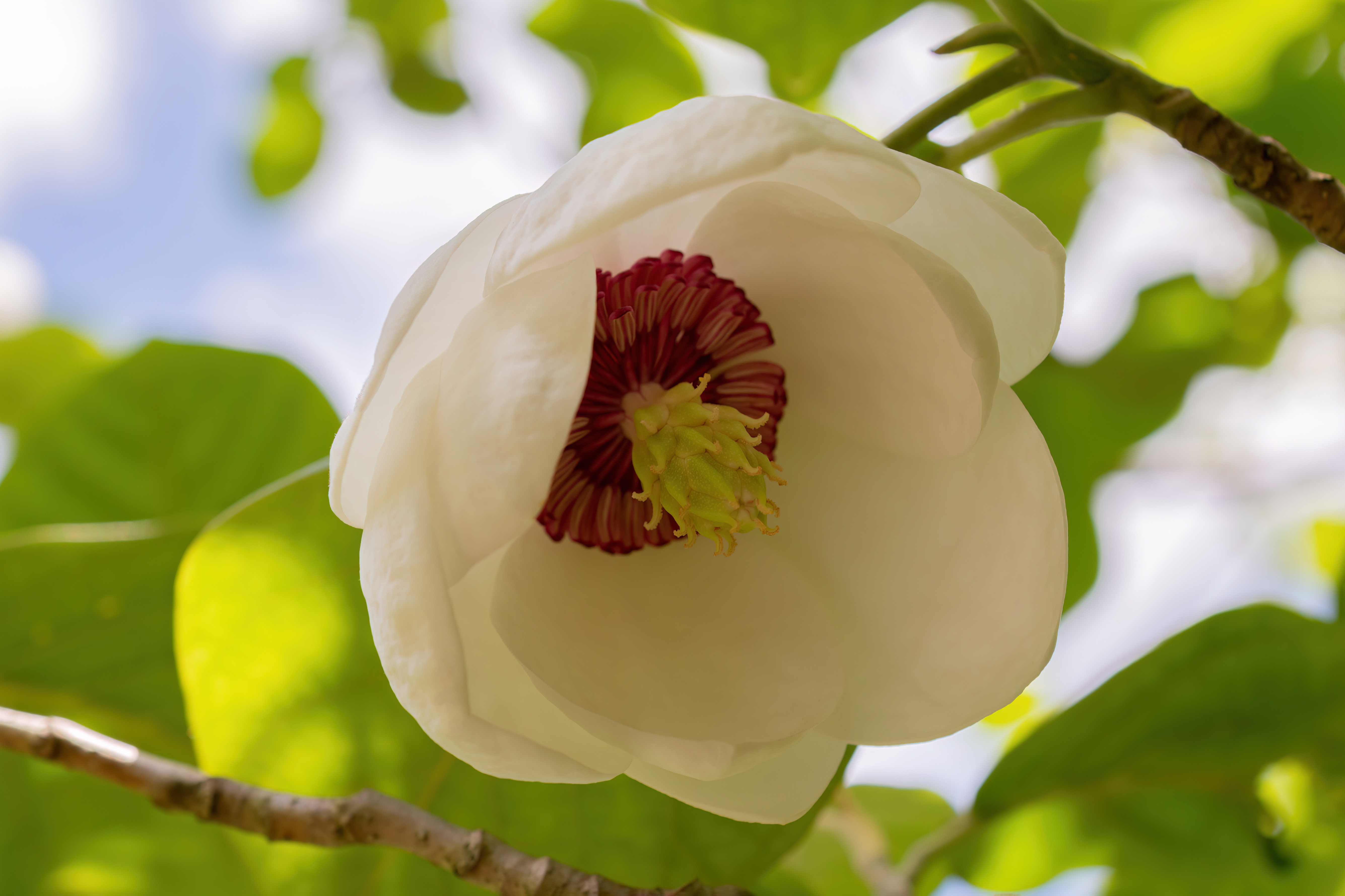 Cand se planteaza magnolia din ghiveci in gradina. Sfaturi pentru ingrijirea plantei