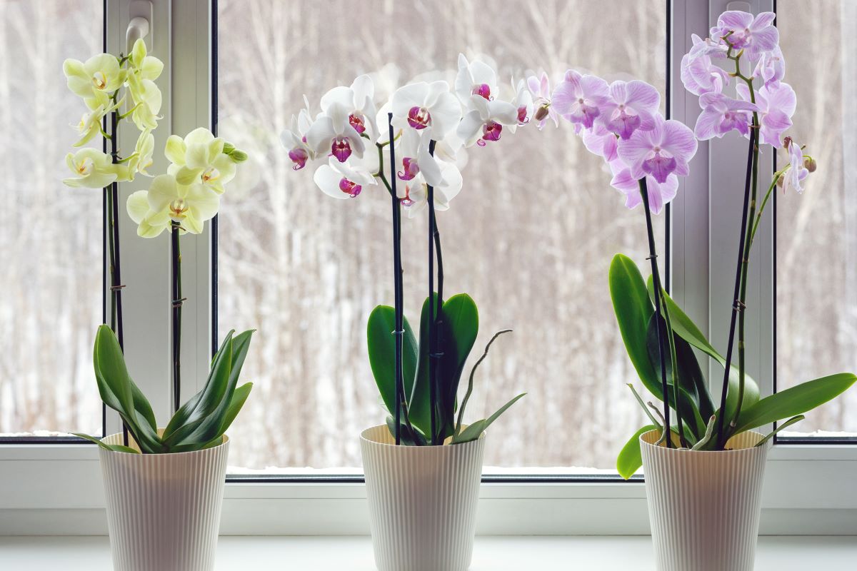 Ce sa faci sa infloreasca orhideea. 5 trucuri de stimulare si ingrijire a plantei
