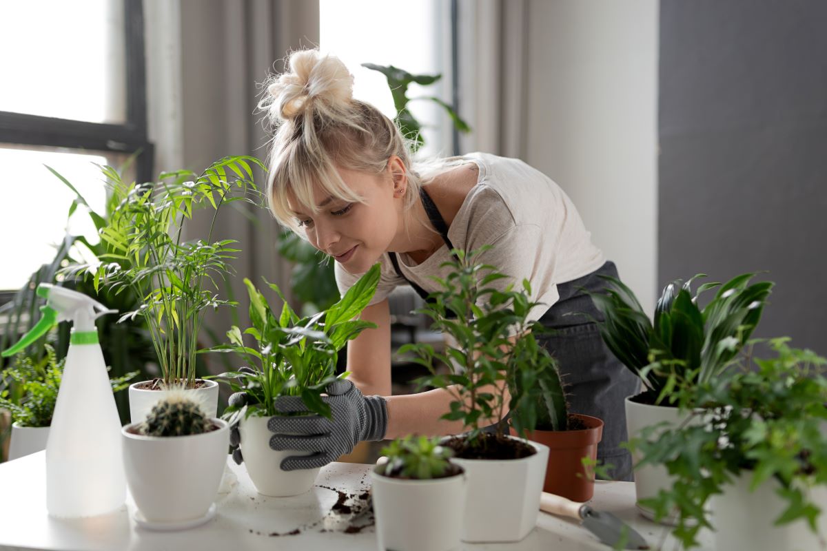 Cele mai bune plante de apartament. 5 sugestii de la floristii nostri