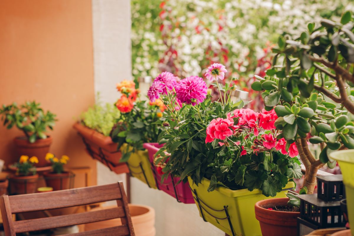 Cum alegi florile pentru un balcon de apartament dacă vrei să ai un colț verde și  înmiresmat