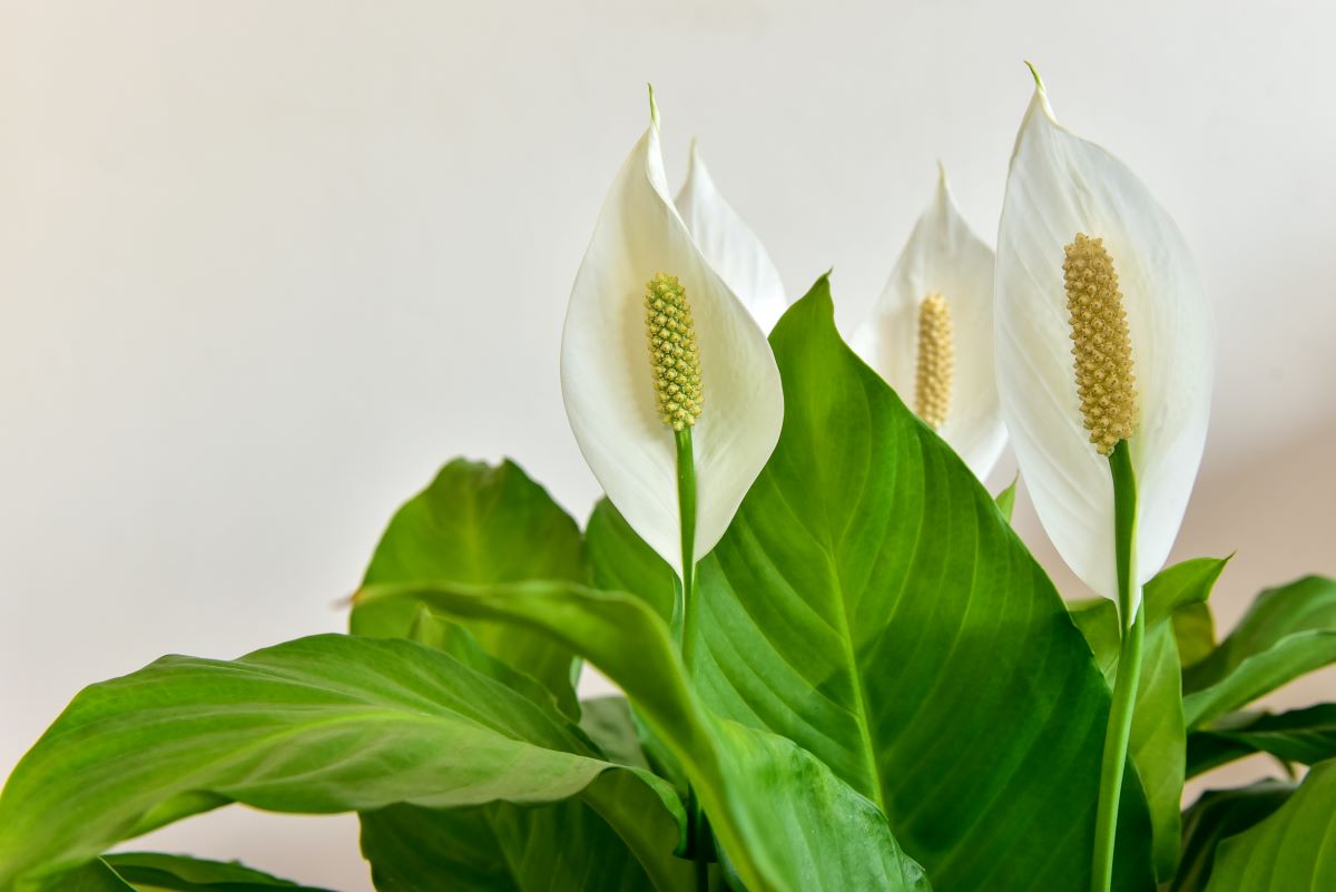 Cum se ingrijeste crinul pacii. Spathiphyllum Wallisii purifica aerul si este una dintre cele mai apreciate plante de apartament