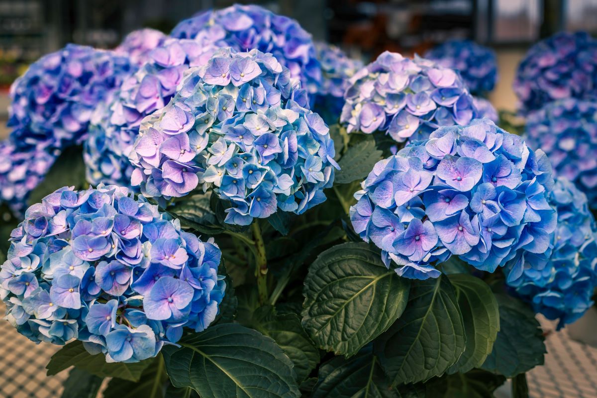Cum se îngrijește hortensia în ghiveci și cum o înmulțești cu ușurință