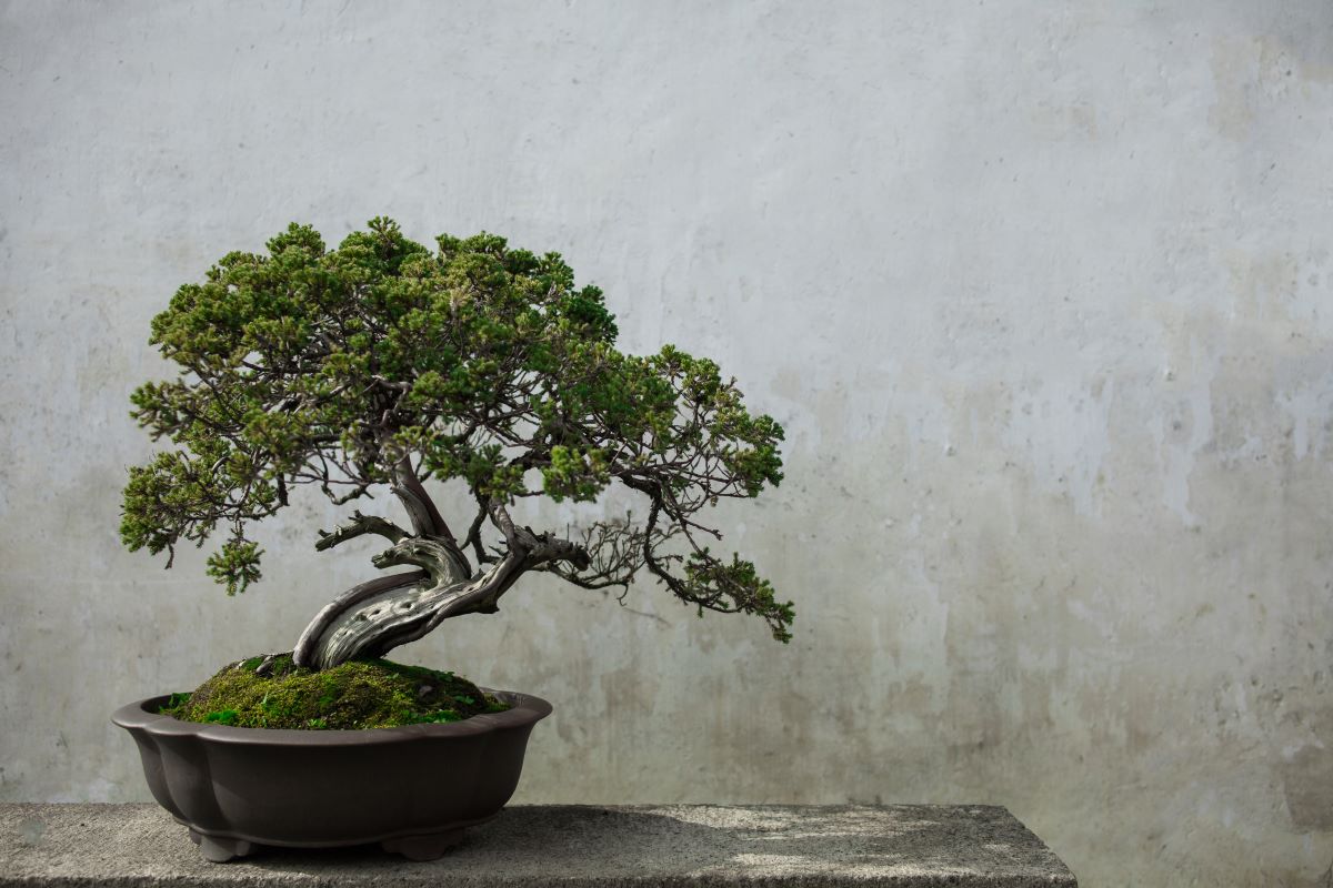 De ce cad frunzele la bonsai. 5 sfaturi pentru o ingrijire corecta
