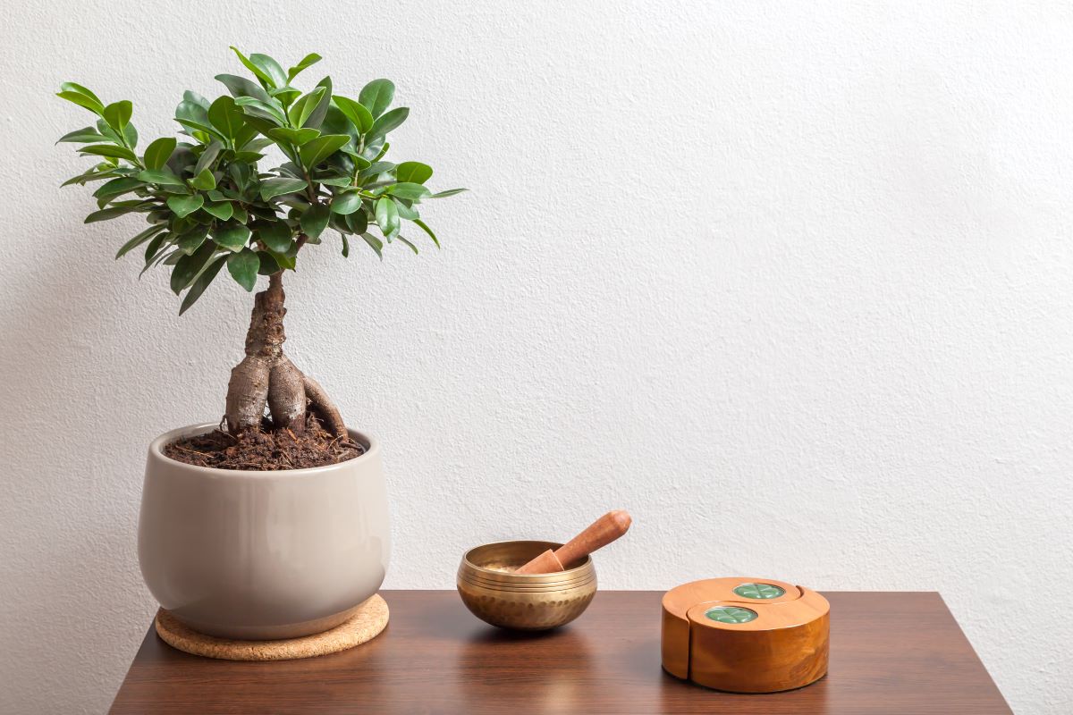 De ce este bine sa ai in casa un Ficus Ginseng. 5 beneficii pe care le ofera aceasta planta