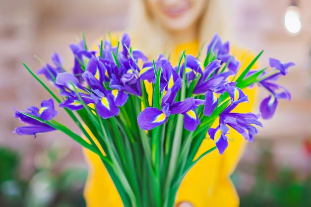 Floarea de iris – legenda, semnificatie, ingrijire si idei de buchete pentru cei dragi