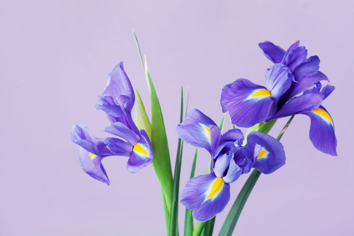 Floarea de iris – legenda, semnificatie, ingrijire si idei de buchete pentru cei dragi