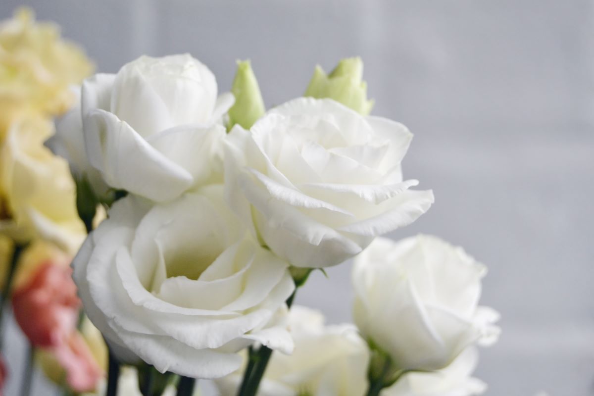 Lisianthus (Eustoma): simbolistică, curiozități și de ce să le oferi în buchete și aranjamente de flori