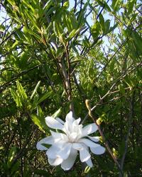 Magnolia – Instrucțiuni de îngrijire