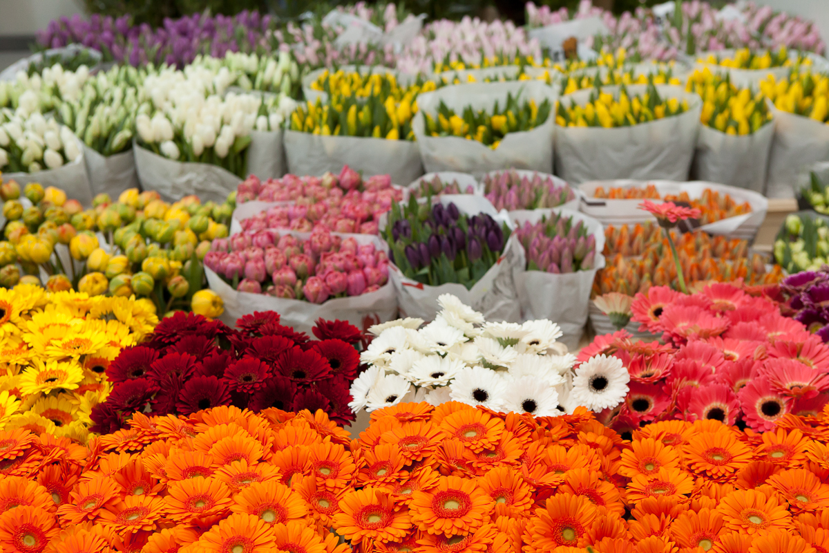 Distribuţie şi vânzare flori angro