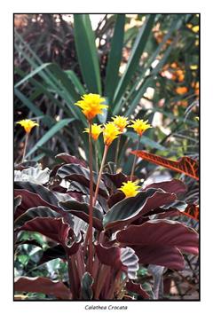 CALATHEA CROCATA