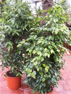 DESPRE FICUS - FICUS BENJAMINA