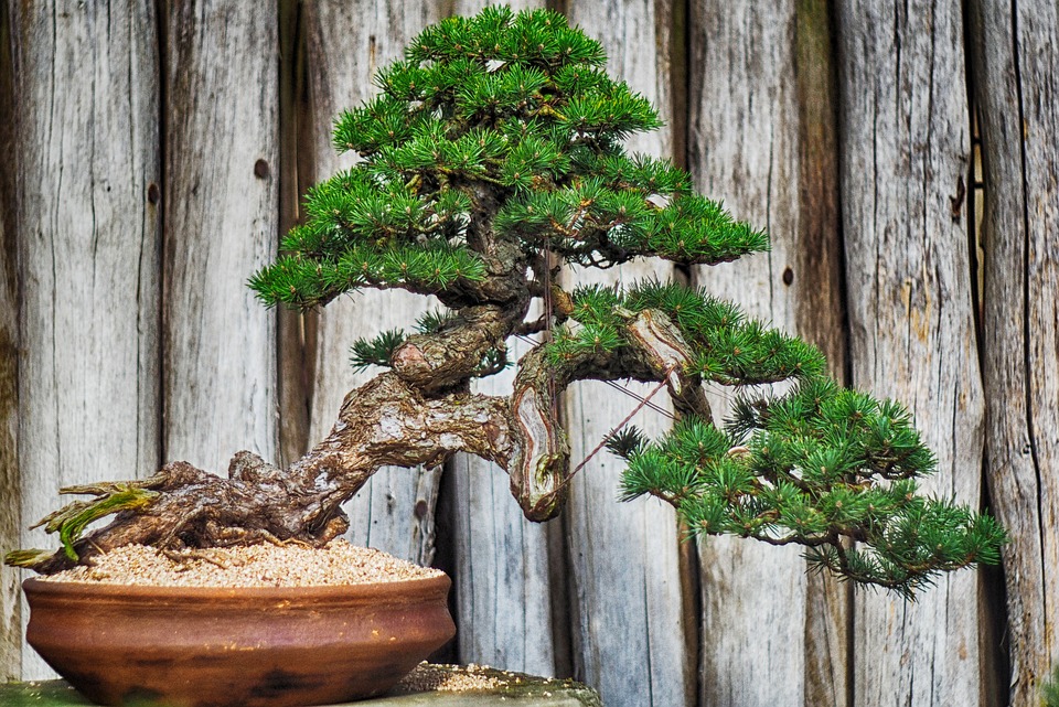 STILURI DE BONSAI