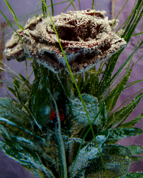 Buchet cu trandafiri Grand Prix într-o sculptură din gheață