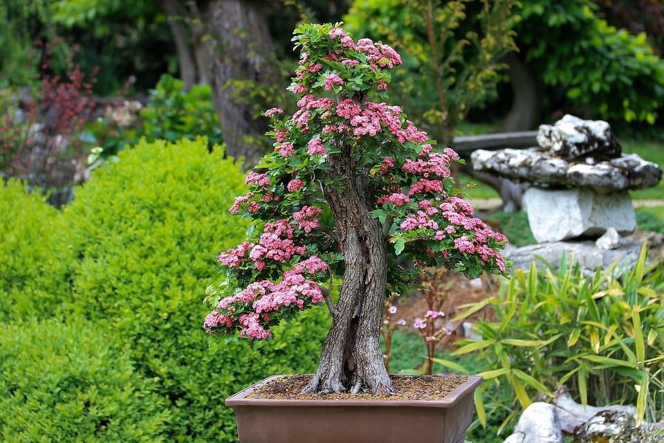 SCURTA ISTORIE DESPRE BONSAI