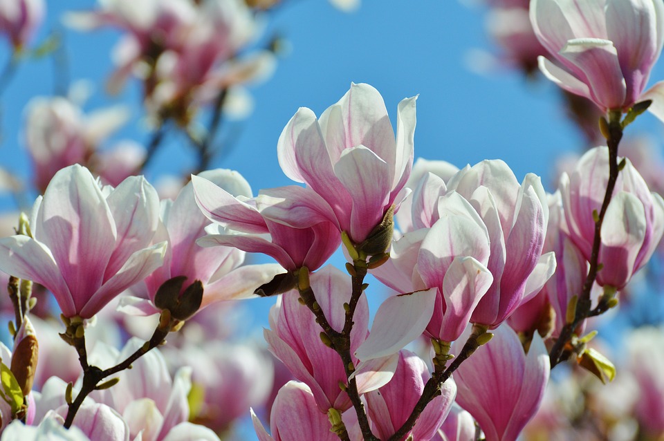 Magnolia – Instrucțiuni de îngrijire