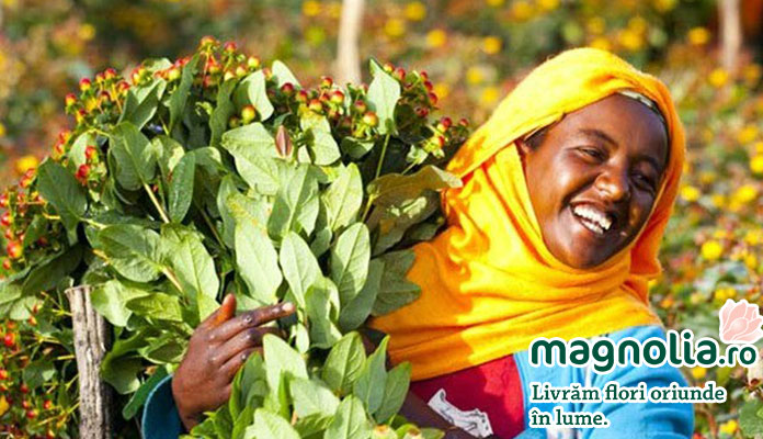 Ethiopia exportă anual 5.000.000 de trandafiri. Peste 300.000 vin direct în Florăriile Magnolia