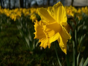 narcissus-16630_1280