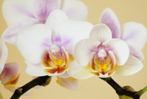 orchid-186453_1280