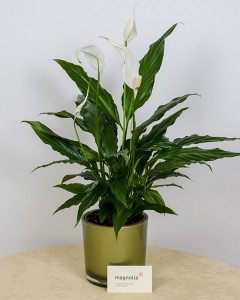 1361372474Copy_of_Spathiphyllum_in_ghiveci_1ar