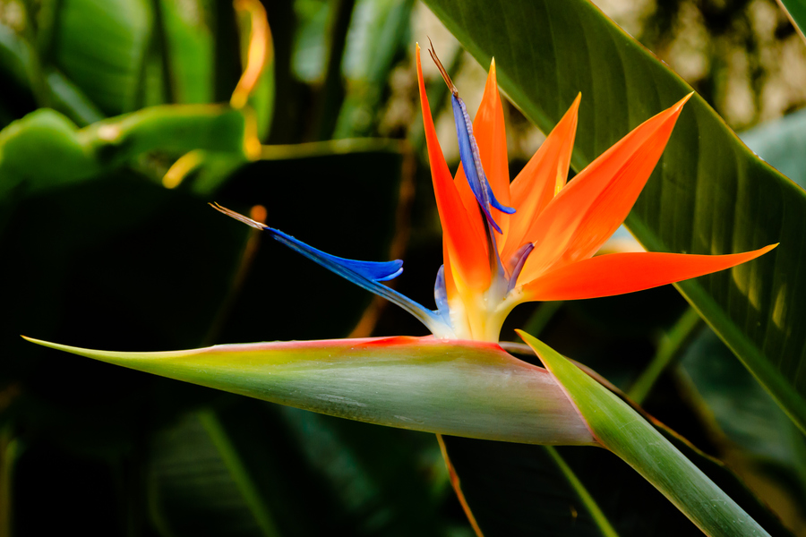 Strelitzia reginae: origine şi etimologie