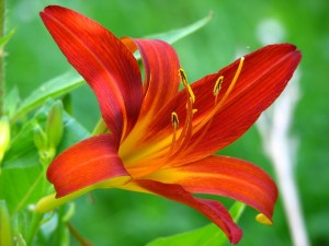 lily-383852_640
