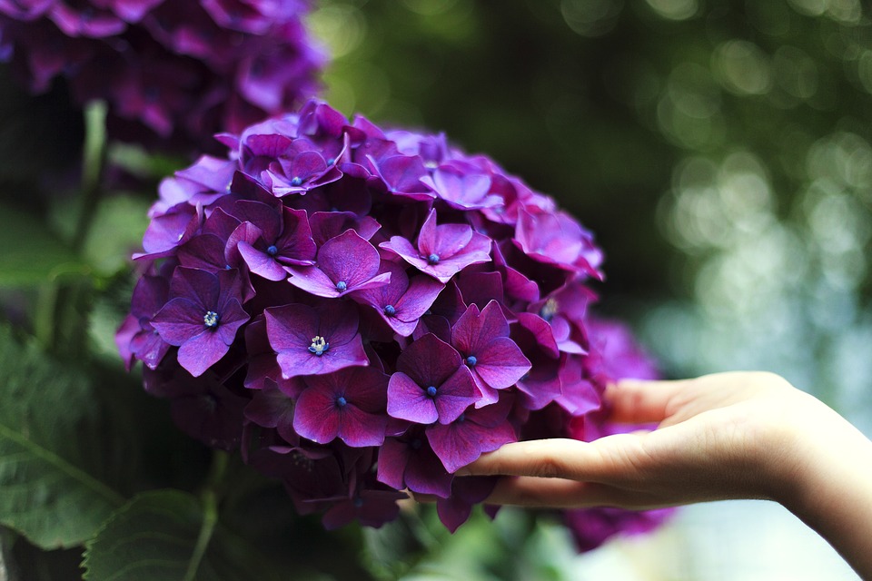 5 flori potrivite pentru cei care suferă de alergii