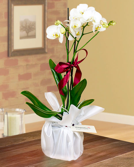 5 trucuri pentru a stimula orhideea Phalaenopsis să înflorească