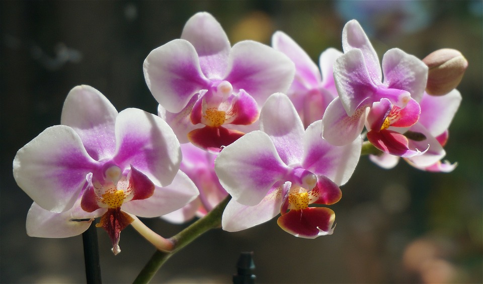 5 trucuri pentru a stimula orhideea Phalaenopsis să înflorească