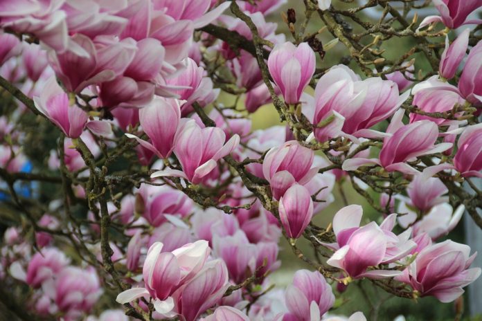 magnolia scădere în greutate