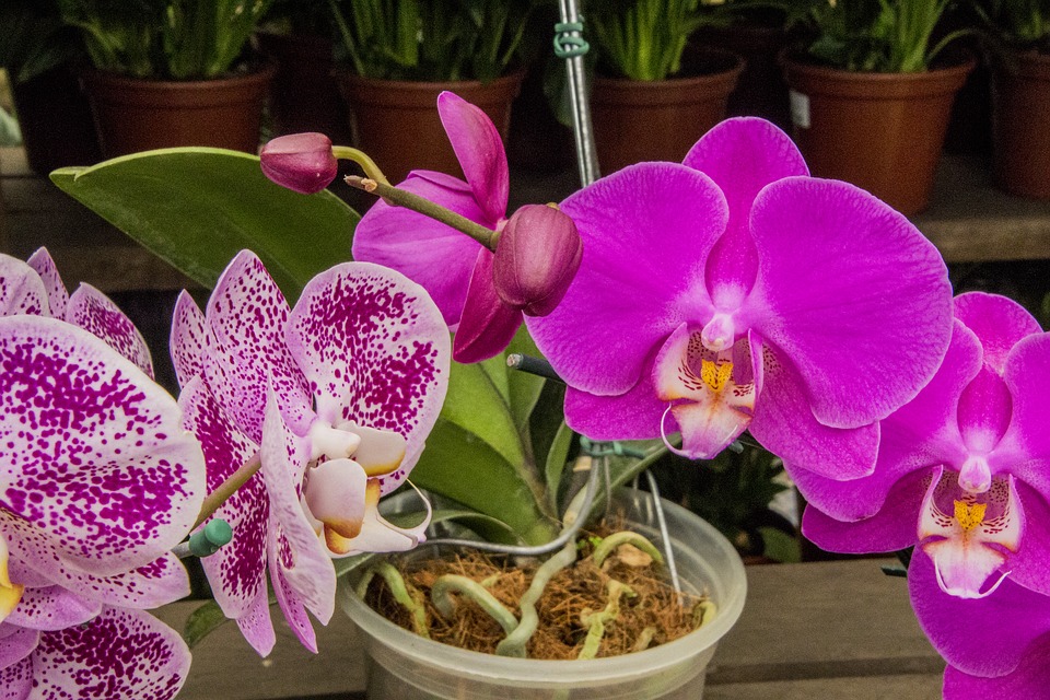 Cum și când se schimbă ghiveciul la orhideea Phalaenopsis