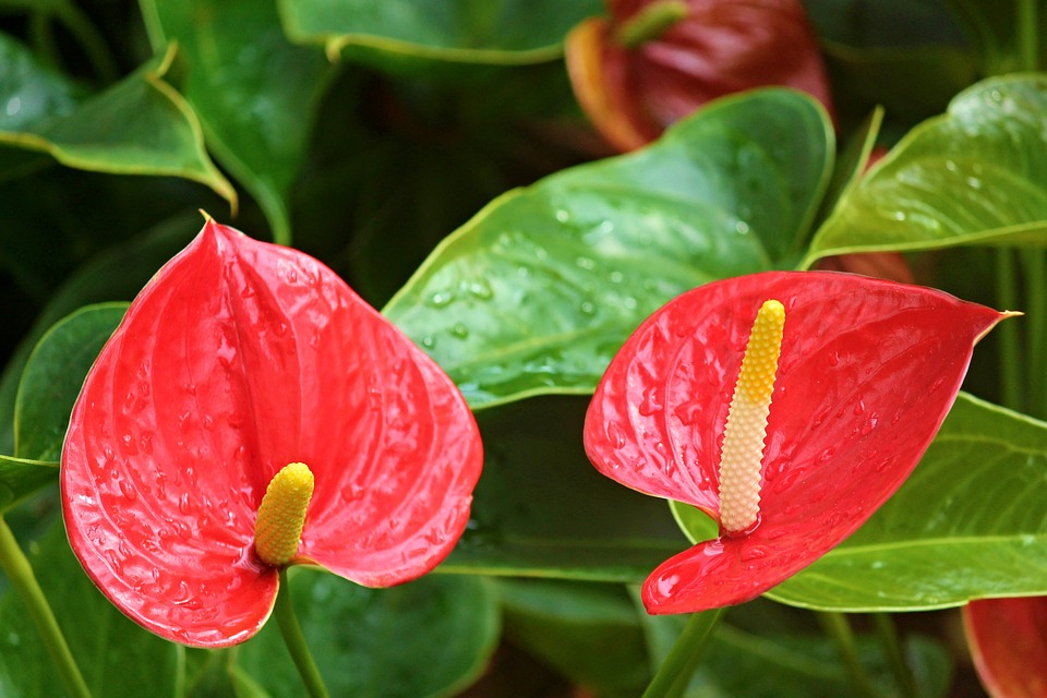 5 plante tropicale ușor de întreținut