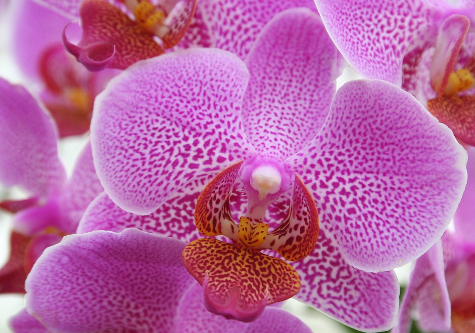 Cum se îngrijesc orhideele iarna