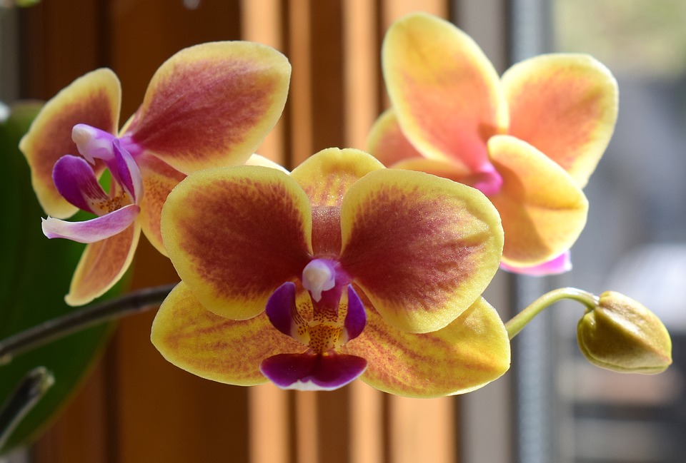 Cum se îngrijesc orhideele iarna