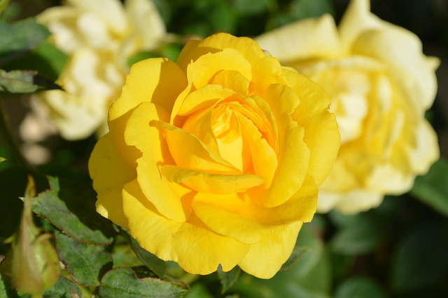 Trandafirii galbeni- semnificație și origini