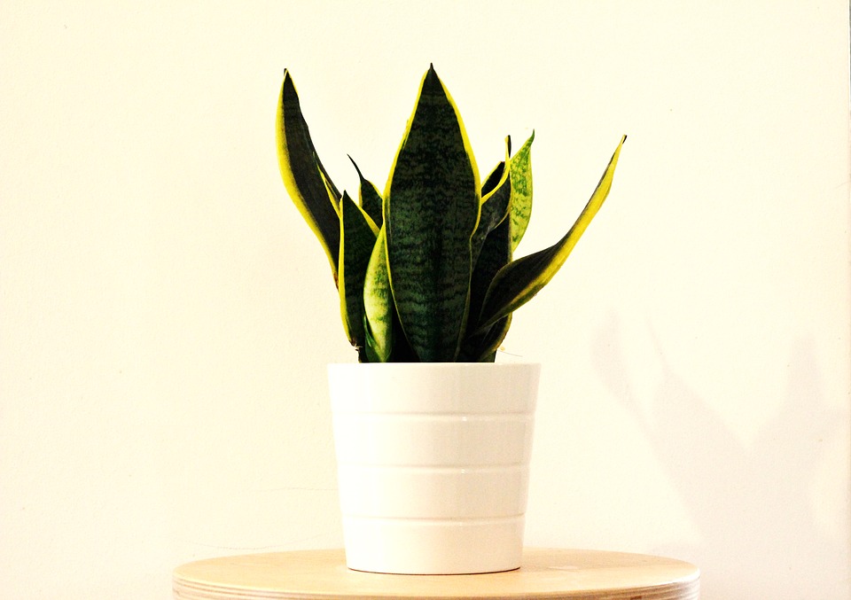 Sansevieria (Limba soacrei)- intretinere si beneficii