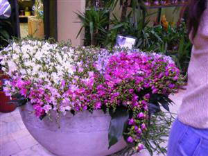 1001 Freesias arrangement