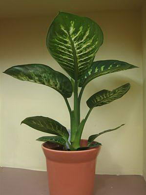 Dieffenbachia plant in a decorative pot