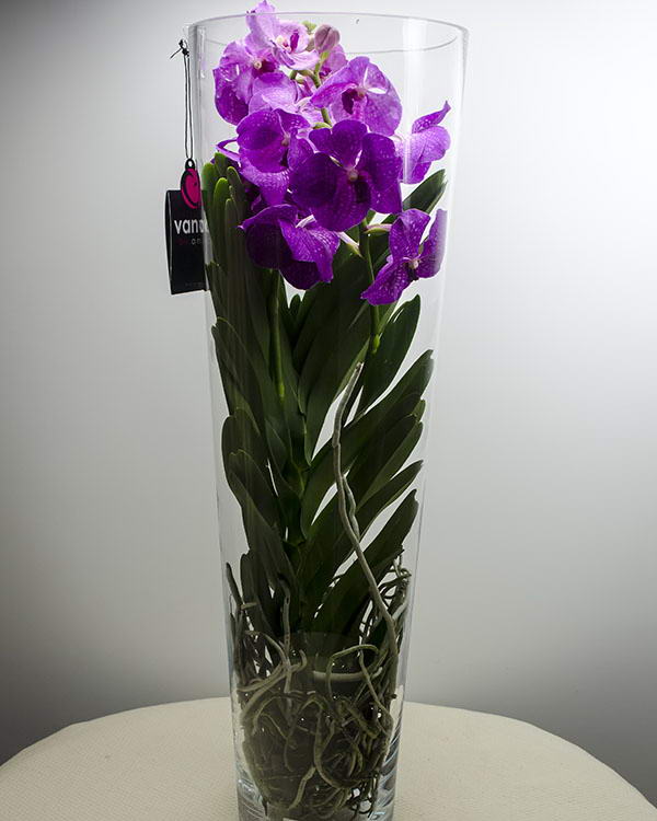 Pink Vanda Orchid