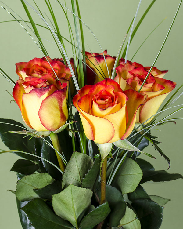 Bicolored roses bouquet